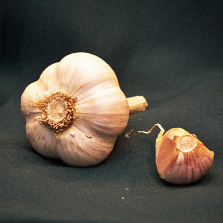 Music Garlic from Ohio's BJ Garlic 1 image of music garlic